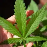 France, informations sur le taux de CBD et le taux de THC