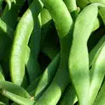 Quand semer les haricots verts avec la lune ?