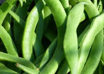 Quand semer les haricots verts avec la lune ?