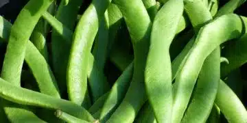 Quand semer les haricots verts avec la lune ?