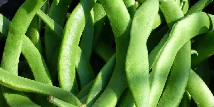 Quand semer les haricots verts avec la lune ?