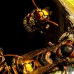 Se débarrasser d'un nid de guêpes ou de frelons avec l'aide d'un professionnel