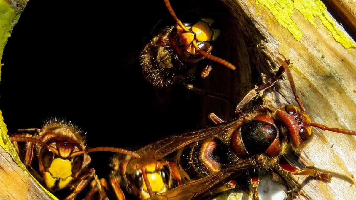 Se débarrasser d'un nid de guêpes ou de frelons avec l'aide d'un professionnel